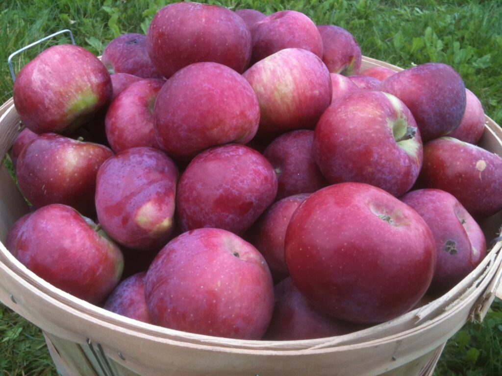 The Apple Orchard