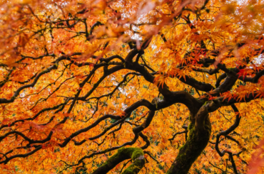 a single tree with a web of branches and bright orange and red leaves