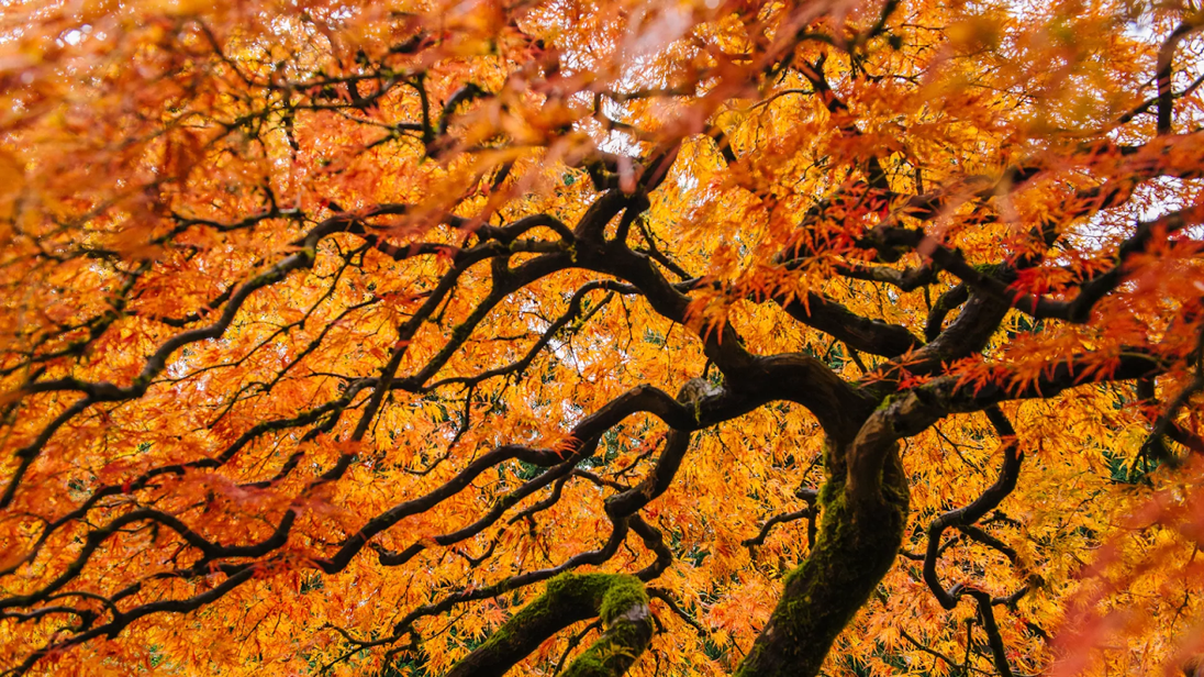 a single tree with a web of branches and bright orange and red leaves