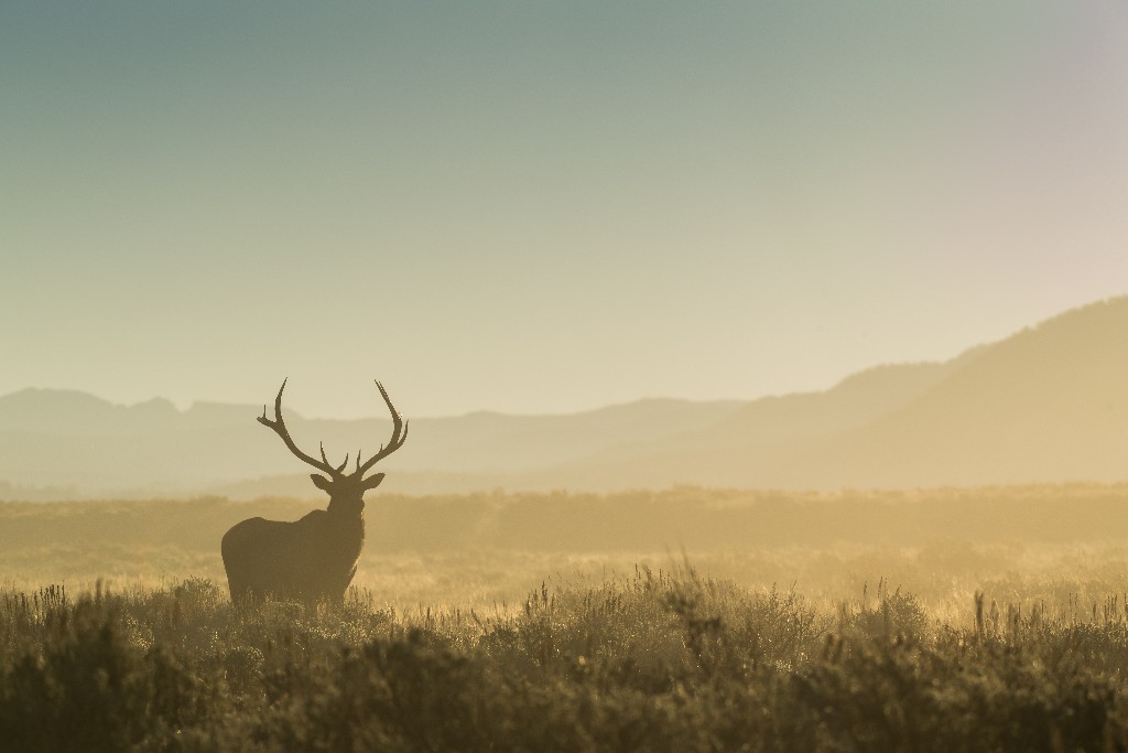 Elk in the Mist